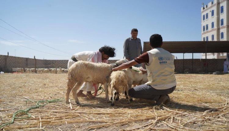 وكالة أمريكية تعلن حصيلة اضرار القطاع الزراعي في اليمن جراء الفيضانات